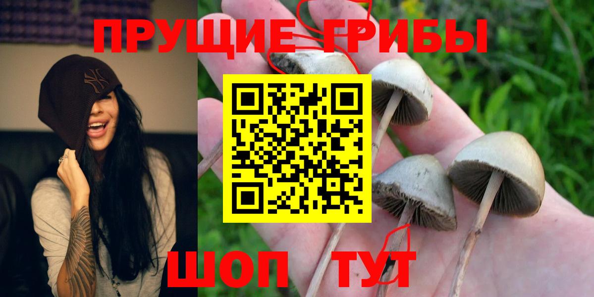Псилоцибиновые грибы Psilocybine cubensis Видное